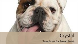  Presentation with english bulldog - Slides having animal - close-up of english bulldog 5 background and a coral colored foreground