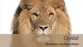  Presentation with animal - PPT theme featuring animal - close-up of lion panthera leo background and a coral colored foreground