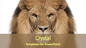  Presentation with lion - Cool new presentation with animal - close-up of lion panthera leo backdrop and a tawny brown colored foreground