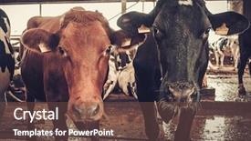  Presentation with dairy farm - Slide deck consisting of animal - cows in the cowshed background and a tawny brown colored foreground