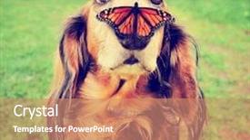  Presentation with dachshund - Beautiful slide deck featuring animal - cute dachshund at a local backdrop and a coral colored foreground