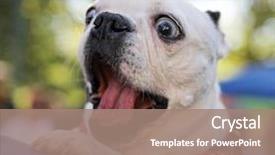  Presentation with dog park - Audience pleasing theme consisting of animal - cute dog at a local backdrop and a coral colored foreground
