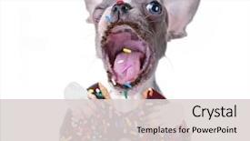  Presentation with sprinkles - Beautiful presentation theme featuring animal - cute french bulldog puppy taking backdrop and a light gray colored foreground