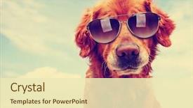  Presentation with vintage retro - Presentation featuring animal - cute golden retriever toned background and a soft green colored foreground