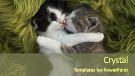  Presentation with outdoors - Audience pleasing PPT theme consisting of animal - cute little kittens outdoors backdrop and a violet colored foreground