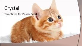  Presentation with kitten - PPT theme with worshippers in a christian background and a wine colored foreground