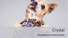  Presentation with tongue - Presentation theme consisting of animal - cute photo of a funny background and a light gray colored foreground