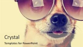  Presentation with tongue - Cool new presentation design with animal - cute senior chihuahua with his backdrop and a lemonade colored foreground