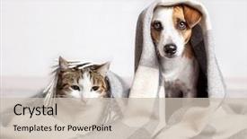  Presentation with weather - Presentation enhanced with animal - dog and cat background and a soft green colored foreground