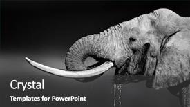  Presentation with drinking water - Slide set with animal - elephant bull with large tusks background and a dark gray colored foreground