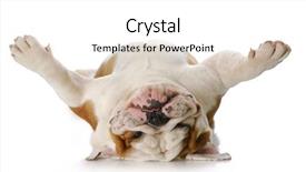  Presentation with english bulldog - Colorful PPT layouts enhanced with animal - english bulldog laying upside down backdrop and a white colored foreground