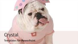  Presentation with english bulldog - Audience pleasing slide set consisting of bee family cell bees beekeeping backdrop and a tawny brown colored foreground.