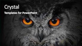  Presentation with evil - Cool new theme with animal - evil eyes eagle owl bubo backdrop and a black colored foreground