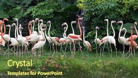  Presentation with flamingo - Cool new slides with animal - flamingo birds standing backdrop and a tawny brown colored foreground