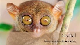  Presentation with funny animal - Theme enhanced with animal - funny philippine tarsier tarsius syrichta background and a coral colored foreground