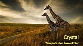  Presentation with animal - Slide deck consisting of animal - giraffes and the landscape background and a tawny brown colored foreground