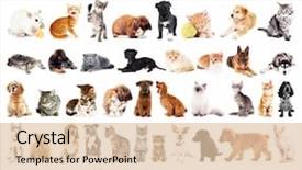 Presentation with pets - Cool new PPT theme with animal - group of cute pets isolated backdrop and a lemonade colored foreground