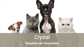  Presentation with dogs cats - Cool new PPT theme with animal - group of dogs and cats backdrop and a gray colored foreground