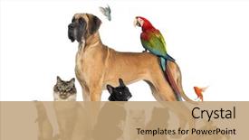  Presentation with reptile - PPT theme with older caucasian woman wearing casual outfit on white isolated background background and a light gray colored foreground