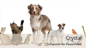  Presentation with pets - Theme enhanced with animal - group of pets together background and a lemonade colored foreground