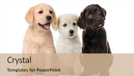  Presentation with dogs - Beautiful theme featuring animal - groups of dogs labrador puppies backdrop and a soft green colored foreground