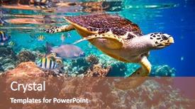  Presentation with turtle - Cool new slides with animal - hawksbill turtle - eretmochelys imbricata backdrop and a tawny brown colored foreground
