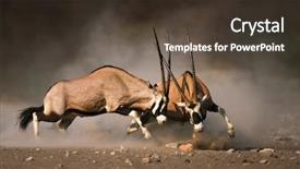  Presentation with fight - PPT theme consisting of animal - intense fight between two male background and a tawny brown colored foreground