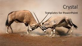  Presentation with fight - Cool new presentation theme with animal - intense fight between two male backdrop and a soft green colored foreground