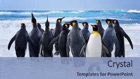  Presentation with king - PPT theme having animal - king penguins heading background and a light blue colored foreground