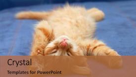  Presentation with kitten - Colorful theme enhanced with animal - kitten sleeps on the back backdrop and a red colored foreground
