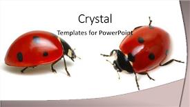  Presentation with ladybugs - Beautiful slide set featuring animal - ladybugs isolated on white background backdrop and a sky blue colored foreground