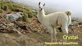  Presentation with lama - Amazing slide deck having animal - llama lama glama mammal living backdrop and a tawny brown colored foreground