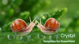  Presentation with electric love - PPT theme having animal - love-making snails couple background and a forest green colored foreground