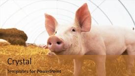  Presentation with breeding - Audience pleasing presentation theme consisting of animal - one young piglet on hay backdrop and a gold colored foreground
