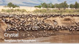  Presentation with migration - Beautiful slides featuring animal - panorama of wildebeest and zebra backdrop and a tawny brown colored foreground