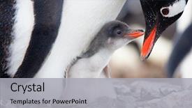  Presentation with animal - Presentation theme having animal - penguin in its nest background and a light gray colored foreground