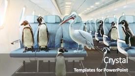  Presentation with fly - Cool new presentation theme with animal - penguins and pelican fly backdrop and a dark gray colored foreground