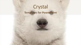  Presentation with polar bear - Audience pleasing slide deck consisting of animal - polar bear cub ursus maritimus backdrop and a lemonade colored foreground