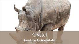  Presentation with animal - Cool new theme with animal - portrait of a rhinoceros backdrop and a coral colored foreground