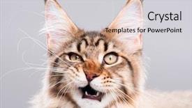  Presentation with maine - Amazing presentation having animal - portrait of domestic black tabby backdrop and a light gray colored foreground