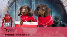  Presentation with dog christmas - Amazing PPT theme having animal - puppy dachshund new year's puppy backdrop and a red colored foreground