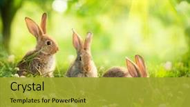  Presentation with bunny - Audience pleasing presentation theme consisting of animal - rabbits beauty art design backdrop and a gold colored foreground