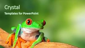  Presentation with animal conservation - Presentation design featuring animal - red eyed tree frog background and a forest green colored foreground