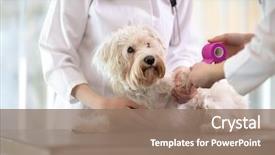  Presentation with paw - Amazing PPT theme having animal - sad little maltese dog backdrop and a coral colored foreground