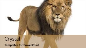  Presentation with old camera and film sound - Slide deck with animal - side view of a lion background and a gold colored foreground