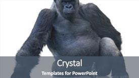  Presentation with animal - Colorful PPT layouts enhanced with animal - silverback gorilla sitting isolated backdrop and a ocean colored foreground