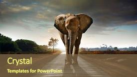  Presentation with road - Audience pleasing presentation theme consisting of animal - single elephant walking backdrop and a tawny brown colored foreground