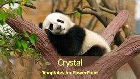  Presentation with sleeping - Presentation theme having animal - sleeping giant panda baby background and a tawny brown colored foreground