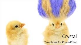  Presentation with chicks - Presentation enhanced with animal - two chicks one crazy background and a lemonade colored foreground