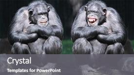  Presentation with fun - Slides consisting of animal - two chimpanzees have a fun background and a gray colored foreground